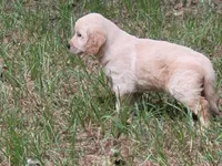 JOY, a female Golden Retriever for sale in Pittsburg, TX – Photo 7 of 10