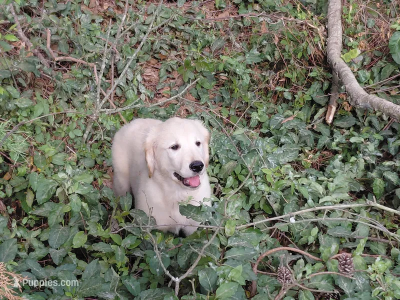 Viscosus – Golden Cocker Retriever puppy for sale in Pittsburg, TX