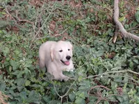 Viscosus, a male Golden Cocker Retriever for sale in Pittsburg, TX – Photo 1 of 9