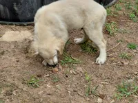 Viscosus, a male Golden Cocker Retriever for sale in Pittsburg, TX – Photo 9 of 9