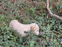 Viscosus, a male Golden Cocker Retriever for sale in Pittsburg, TX – Photo 8 of 9