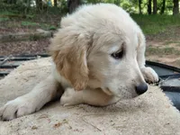 Viscosus, a male Golden Cocker Retriever for sale in Pittsburg, TX – Photo 2 of 9