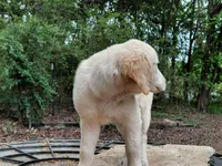 Viscosus, a male Golden Cocker Retriever for sale in Pittsburg, TX – Photo 6 of 9