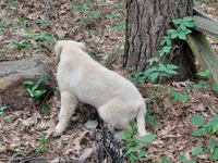 Viscosus, a male Golden Cocker Retriever for sale in Pittsburg, TX – Photo 5 of 9