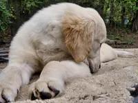 Viscosus, a male Golden Cocker Retriever for sale in Pittsburg, TX – Photo 3 of 9