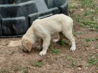 Viscosus, a male Golden Cocker Retriever for sale in Pittsburg, TX – Photo 4 of 9