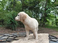 Viscosus, a male Golden Cocker Retriever for sale in Pittsburg, TX – Photo 7 of 9
