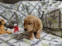 Venus, a female Golden Retriever for sale in Pittsburg, TX – 9 of 10