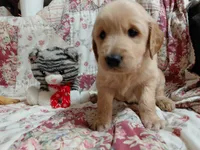 MAX, a male Golden Retriever for sale in Pittsburg, TX – 4 of 10
