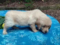 Venus, a female Golden Retriever for sale in Pittsburg, TX – 4 of 8