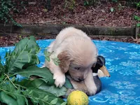 ASHUR, a male Golden Retriever for sale in Pittsburg, TX – 2 of 9