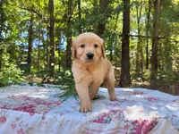 Cicily, a male Golden Retriever for sale in Pittsburg, TX – Photo 4 of 10