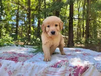 Cicily, a male Golden Retriever for sale in Pittsburg, TX – Photo 1 of 10