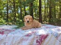 Cicily, a male Golden Retriever for sale in Pittsburg, TX – Photo 2 of 10