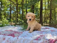 Cicily, a male Golden Retriever for sale in Pittsburg, TX – Photo 5 of 10