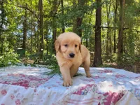Cicily, a male Golden Retriever for sale in Pittsburg, TX – Photo 8 of 10