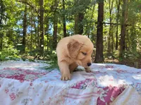 Cicily, a male Golden Retriever for sale in Pittsburg, TX – Photo 7 of 10