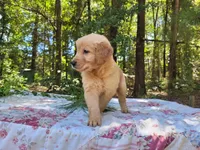Cicily, a male Golden Retriever for sale in Pittsburg, TX – Photo 6 of 10