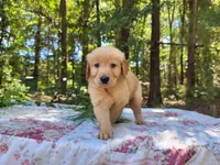 Cicily, a male Golden Retriever for sale in Pittsburg, TX – Photo 10 of 10