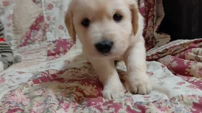 COOPER, a male Golden Retriever for sale in Pittsburg, TX – 10 of 10
