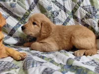 Venus, a female Golden Retriever for sale in Pittsburg, TX – 3 of 10