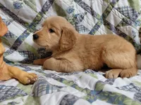 Venus, a female Golden Retriever for sale in Pittsburg, TX – 10 of 10