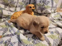 DEEDRA, a female Golden Retriever for sale in Pittsburg, TX – Photo 4 of 10