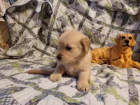 DEEDRA, a female Golden Retriever for sale in Pittsburg, TX – Photo 5 of 10