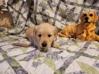 DEEDRA, a female Golden Retriever for sale in Pittsburg, TX – Photo 9 of 10