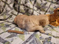 DEEDRA, a female Golden Retriever for sale in Pittsburg, TX – Photo 8 of 10