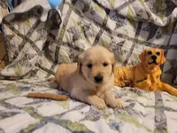 DEEDRA, a female Golden Retriever for sale in Pittsburg, TX – Photo 1 of 10