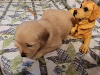 DEEDRA, a female Golden Retriever for sale in Pittsburg, TX – Photo 6 of 10