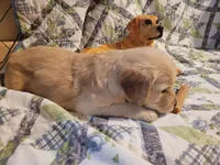 DEEDRA, a female Golden Retriever for sale in Pittsburg, TX – Photo 2 of 10