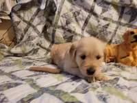 DEEDRA, a female Golden Retriever for sale in Pittsburg, TX – Photo 10 of 10