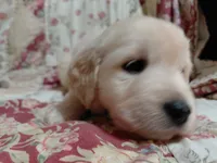 COOPER, a male Golden Retriever for sale in Pittsburg, TX – 6 of 10