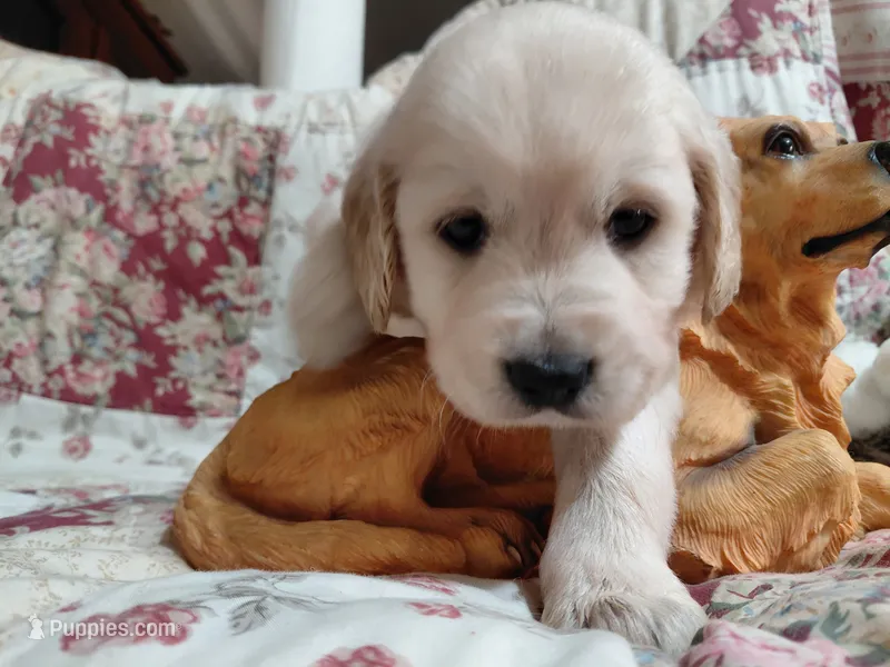 COOPER – Golden Retriever puppy for sale in Pittsburg, TX