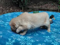 ASHUR, a male Golden Retriever for sale in Pittsburg, TX – 6 of 9