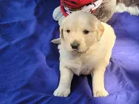 RAMSIS, a male Golden Retriever for sale in Pittsburg, TX – Photo 4 of 10