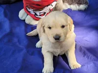 RAMSIS, a male Golden Retriever for sale in Pittsburg, TX – Photo 5 of 10