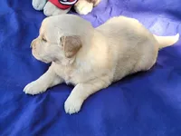 RAMSIS, a male Golden Retriever for sale in Pittsburg, TX – Photo 9 of 10