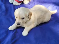 RAMSIS, a male Golden Retriever for sale in Pittsburg, TX – Photo 8 of 10