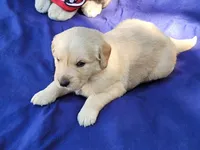 RAMSIS, a male Golden Retriever for sale in Pittsburg, TX – Photo 7 of 10