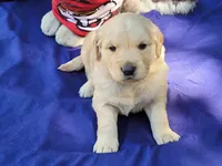 RAMSIS, a male Golden Retriever for sale in Pittsburg, TX – Photo 1 of 10