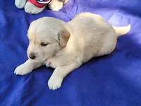 RAMSIS, a male Golden Retriever for sale in Pittsburg, TX – Photo 6 of 10