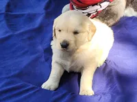 RAMSIS, a male Golden Retriever for sale in Pittsburg, TX – Photo 3 of 10