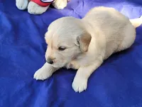 RAMSIS, a male Golden Retriever for sale in Pittsburg, TX – Photo 2 of 10