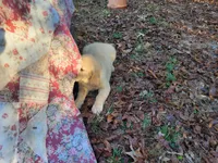 DEEDRA, a female Golden Retriever for sale in Pittsburg, TX – Photo 3 of 10