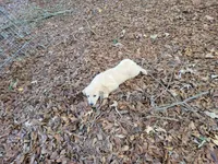 DEEDRA, a female Golden Retriever for sale in Pittsburg, TX – Photo 6 of 10