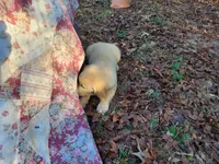 DEEDRA, a female Golden Retriever for sale in Pittsburg, TX – Photo 5 of 10