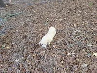 DEEDRA, a female Golden Retriever for sale in Pittsburg, TX – Photo 7 of 10